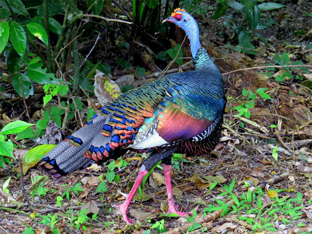 Ocellated Turkey by Aaron Steed